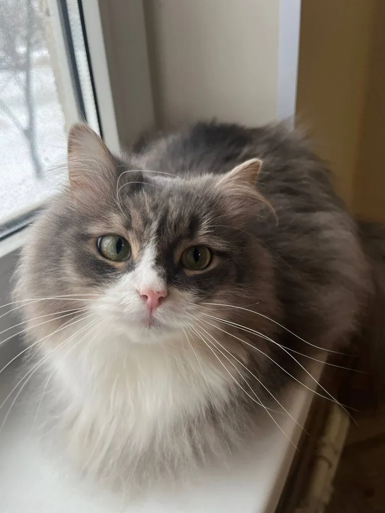 Lost cat in Moscow — identification photo, lost & found pet database Pathfinder
