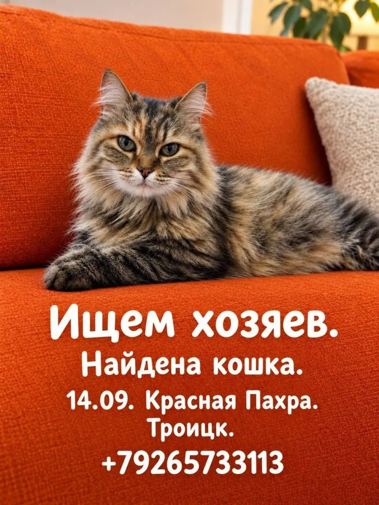 Найдена кошка, метис в Москве — фото для опознания, база потерянных питомцев Pathfinder
