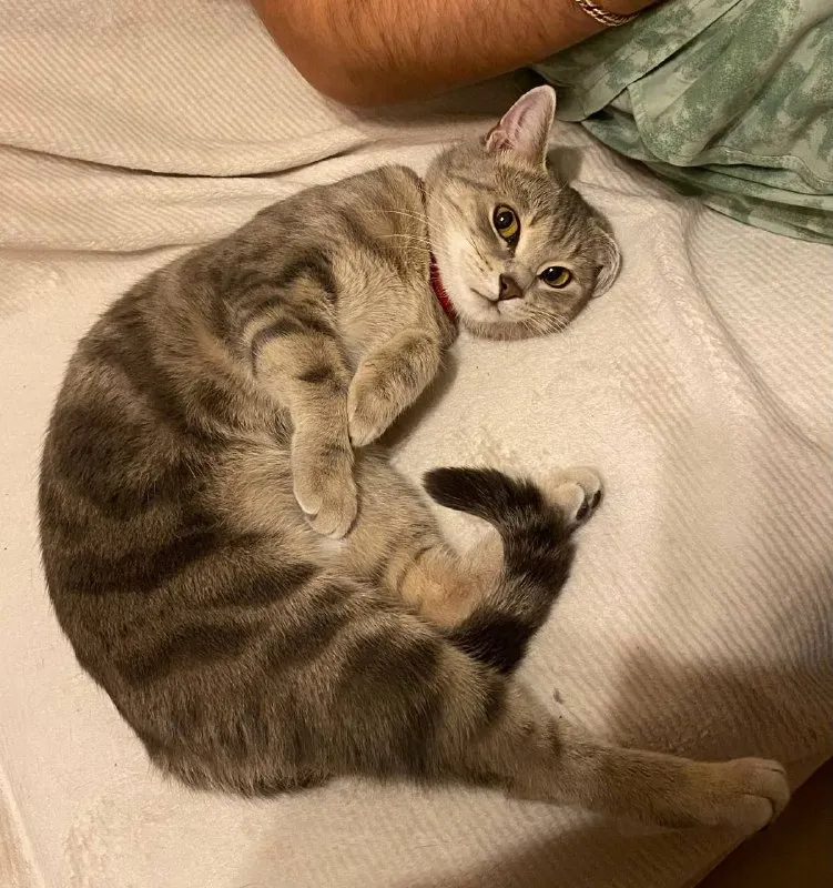 Lost gray cat in Nekrasovka — identification photo, lost & found pet database Pathfinder