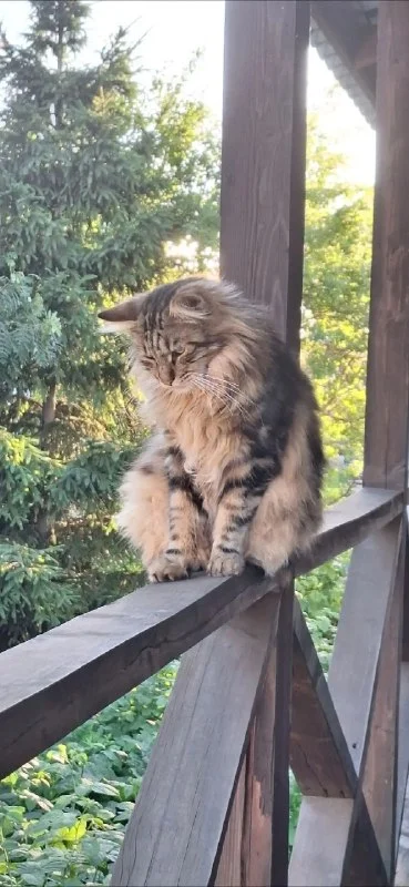 Lost cat, курильский бобтейл in Ufa — identification photo, lost & found pet database Pathfinder