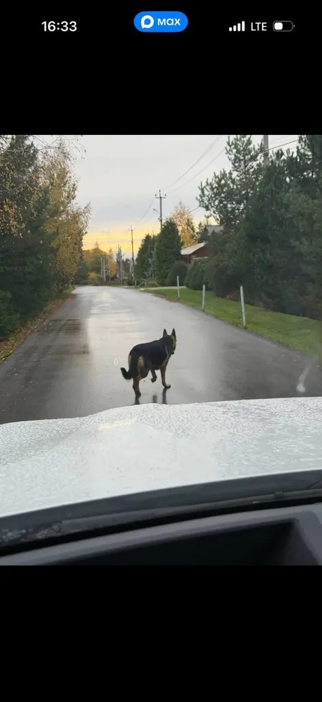 Found dog, овчарка in Blagoveshchenskoe — identification photo, lost & found pet database Pathfinder
