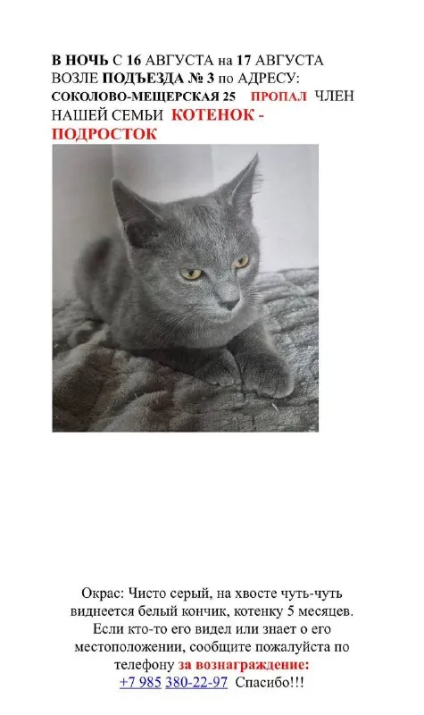 Lost gray cat in Kurkino — identification photo, lost & found pet database Pathfinder