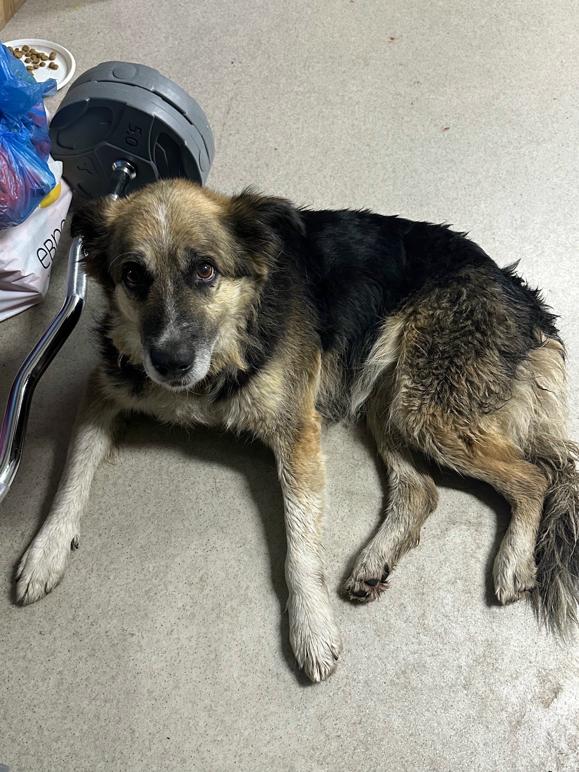 Found brown dog in Krasnoe — identification photo, lost & found pet database Pathfinder