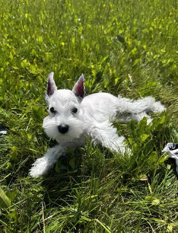 Lost white dog, цвергшнауцер in Bogorodskiy Gorodskoy Okrug — identification photo, lost & found pet database Pathfinder