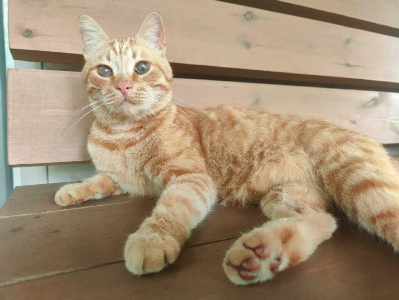 Lost ginger cat in Saint Petersburg — identification photo, lost & found pet database Pathfinder