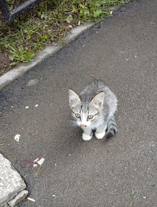 Adoptable white cat in Perm — identification photo, lost & found pet database Pathfinder