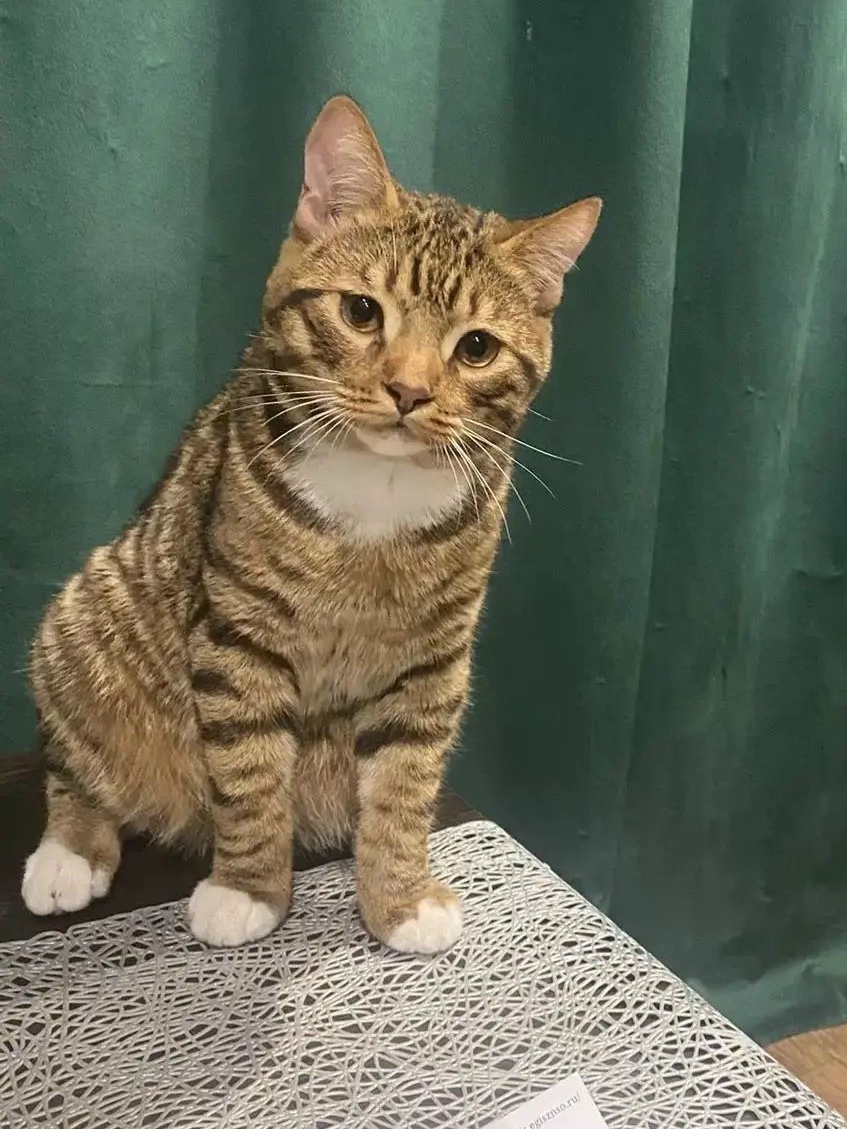 Lost brown cat in Novosibirsk — identification photo, lost & found pet database Pathfinder