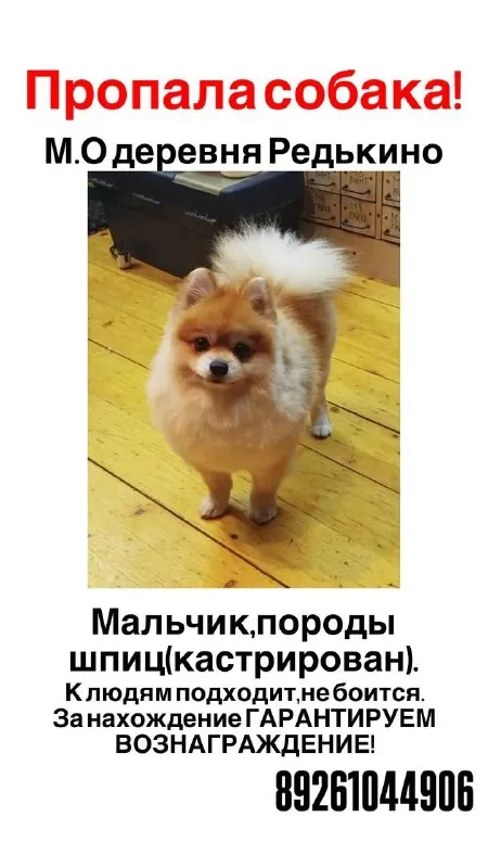 Lost cream dog, шпиц in Redkino — identification photo, lost & found pet database Pathfinder
