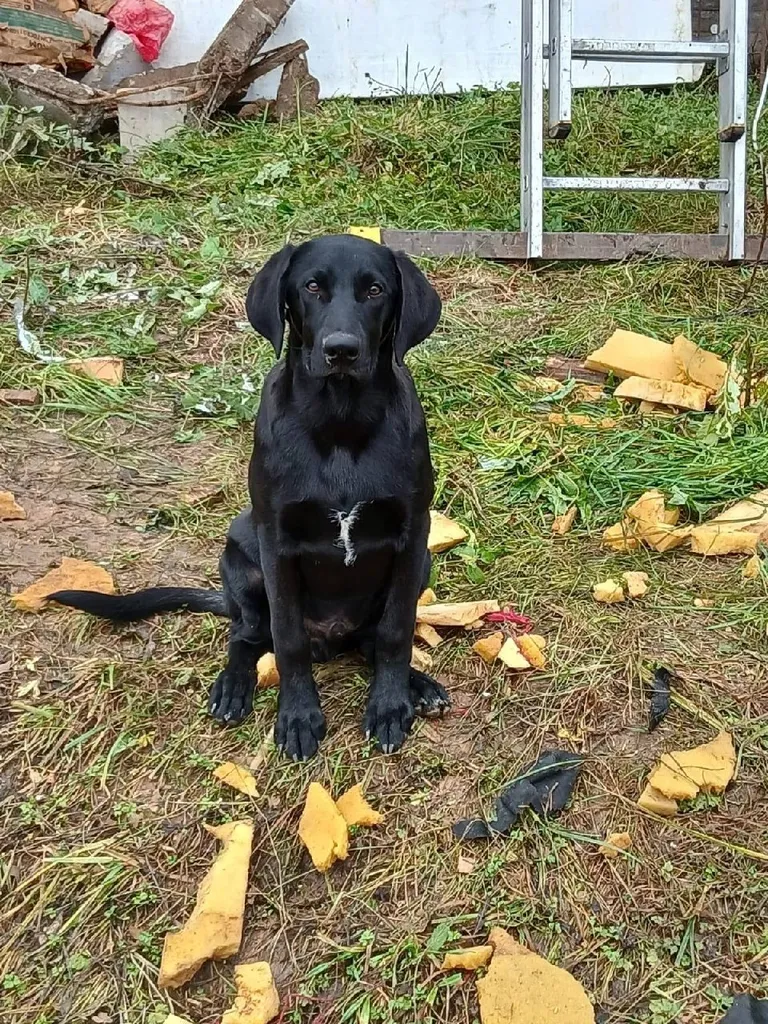 Lost dog in Novonikolskoe — identification photo, lost & found pet database Pathfinder