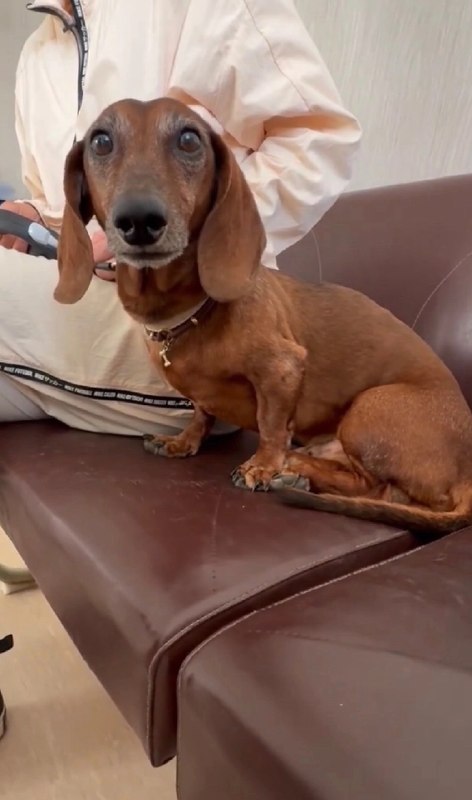 Adoptable brown dog, такса in Perm — identification photo, lost & found pet database Pathfinder