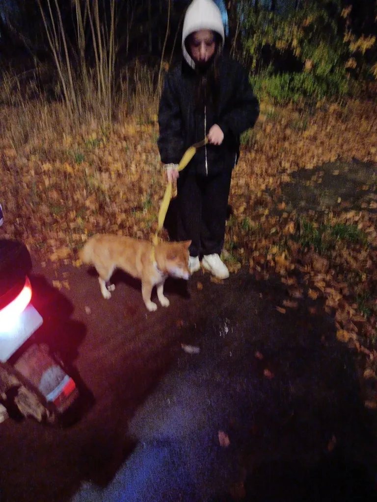Found dog, сиба-ину in Chemodurovo — identification photo, lost & found pet database Pathfinder