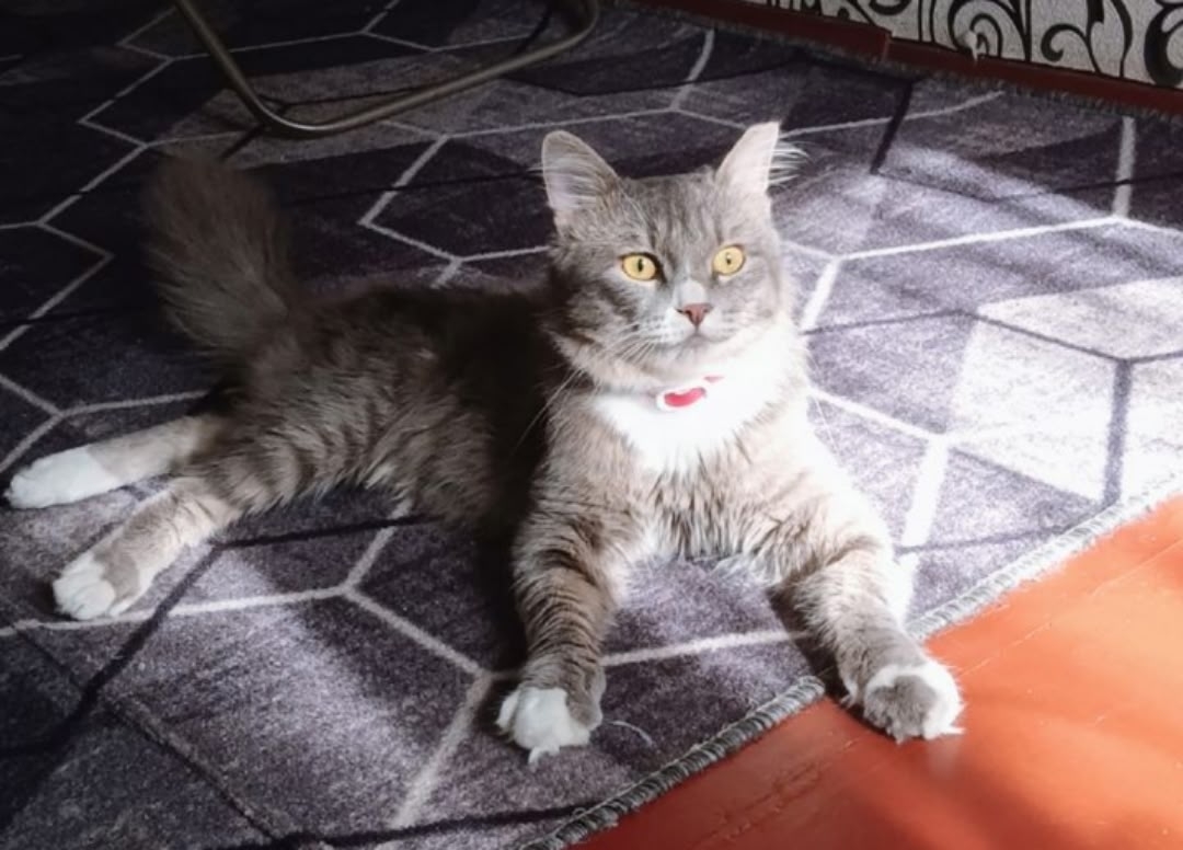 Lost gray cat in Novosibirsk — identification photo, lost & found pet database Pathfinder
