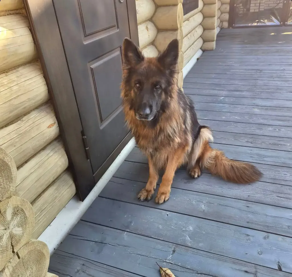 Found dog, немецкая овчарка (длинношерстная) in Chekhov — identification photo, lost & found pet database Pathfinder