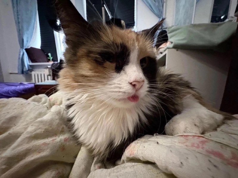 Lost white cat in Perm — identification photo, lost & found pet database Pathfinder