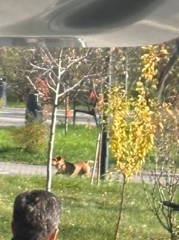 Found dog in Krasnogorsk — identification photo, lost & found pet database Pathfinder