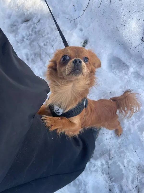 Lost ginger dog in Domodedovo — identification photo, lost & found pet database Pathfinder