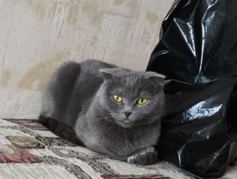 Lost gray cat, шотландская in Mytishchi — identification photo, lost & found pet database Pathfinder