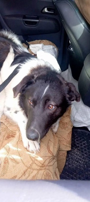 Lost white dog in Alapaevsk — identification photo, lost & found pet database Pathfinder