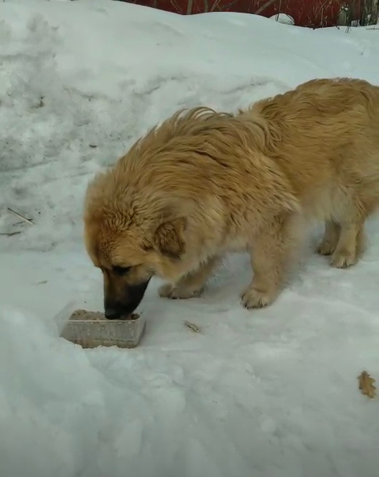 Lost cream dog in Novosibirsk — identification photo, lost & found pet database Pathfinder