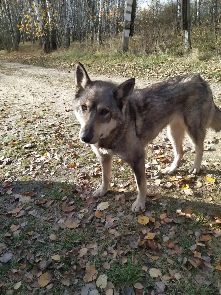 Found dog in Ozery — identification photo, lost & found pet database Pathfinder