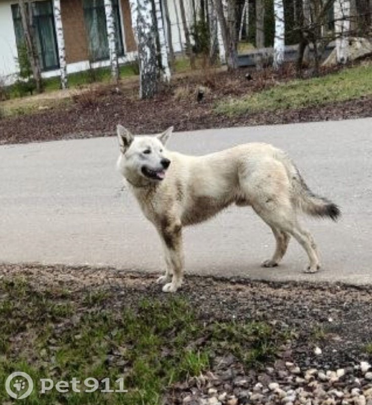 Found white dog, лайка in Istra — identification photo, lost & found pet database Pathfinder