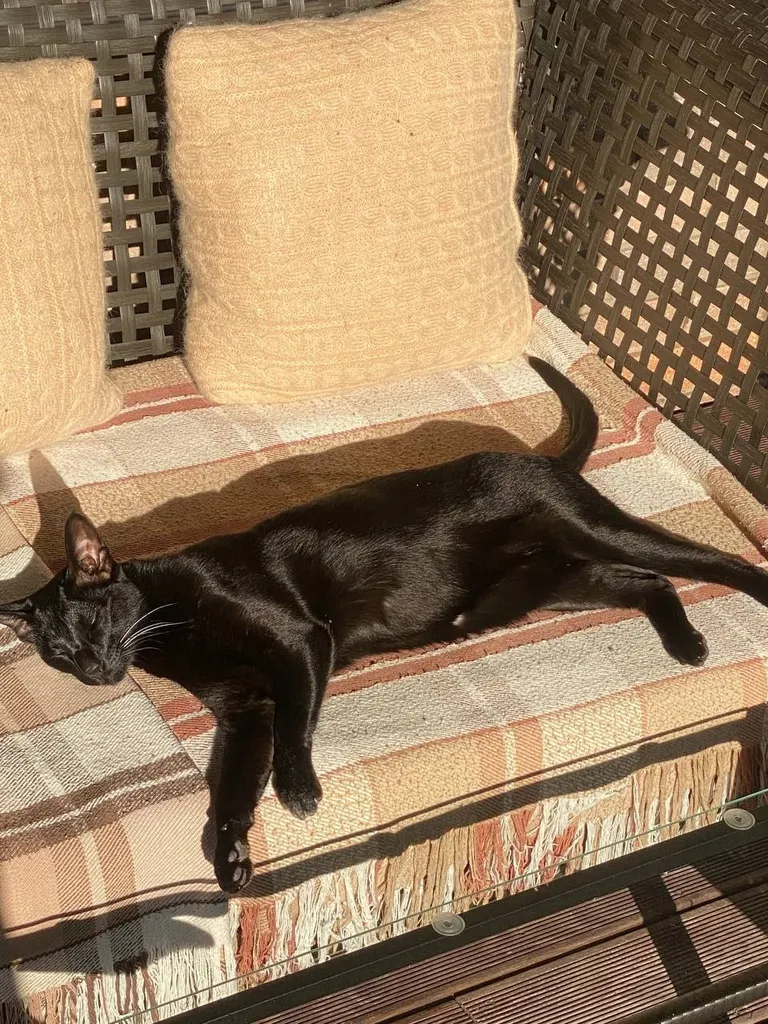 Lost cat, ориентал in Poselok Golovlevo — identification photo, lost & found pet database Pathfinder