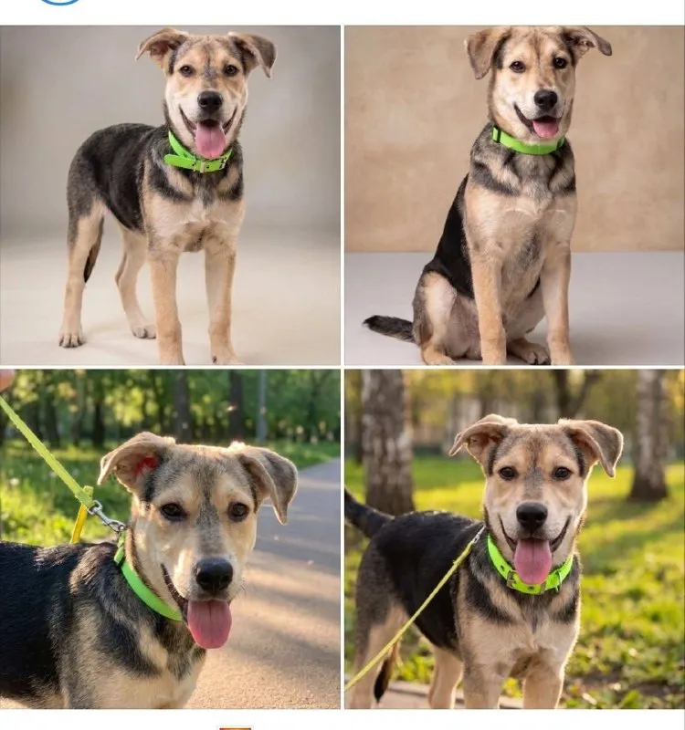 Lost fawn dog in Yadromino — identification photo, lost & found pet database Pathfinder