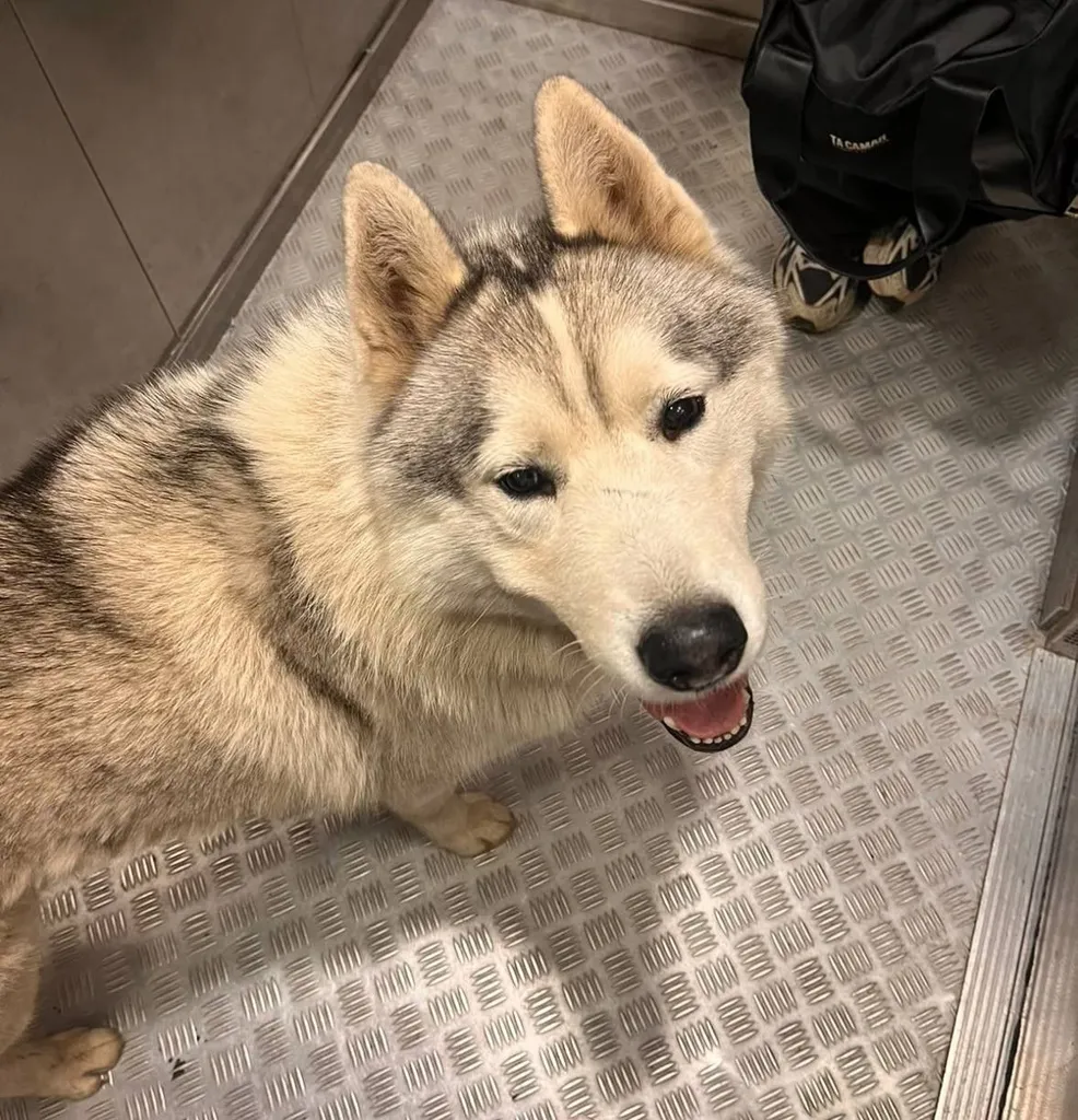 Found dog, хаски in Lyubertsy — identification photo, lost & found pet database Pathfinder