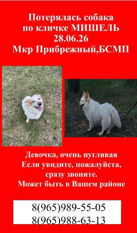 Lost white dog in Omsk — identification photo, lost & found pet database Pathfinder