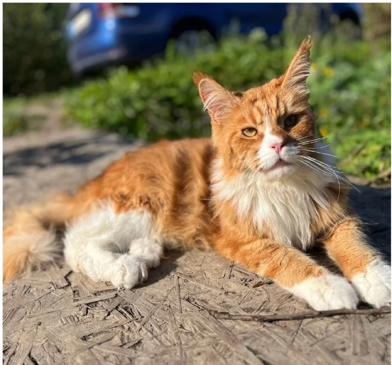 Lost white cat, мейн-кун in Mshinskaya — identification photo, lost & found pet database Pathfinder