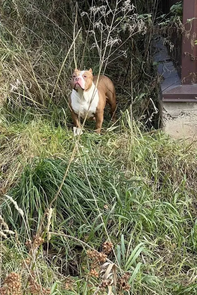 Found dog, амбулли in Shadrino — identification photo, lost & found pet database Pathfinder