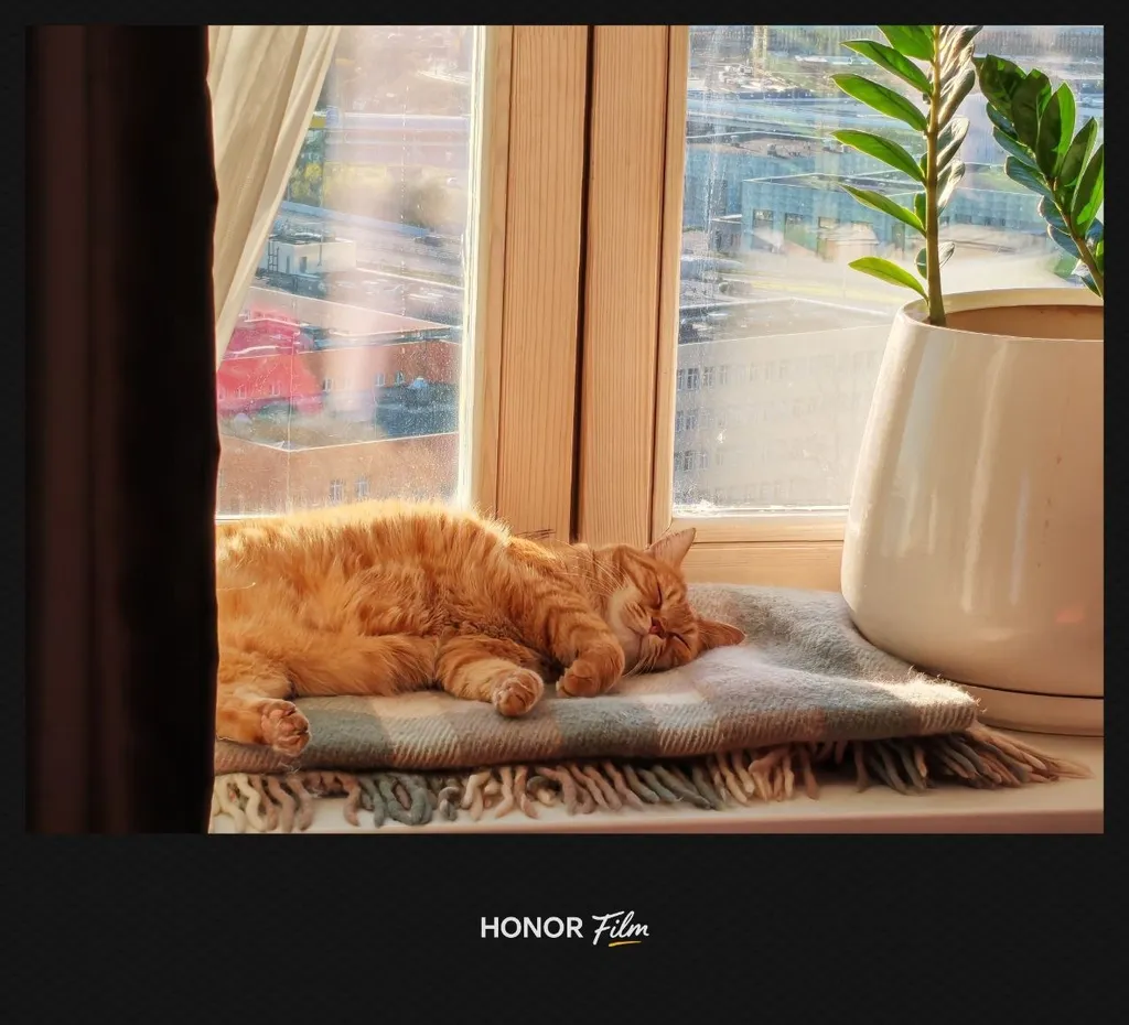 Lost cat in Podolsk — identification photo, lost & found pet database Pathfinder