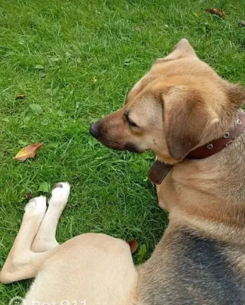 Lost dog in Selyatino — identification photo, lost & found pet database Pathfinder