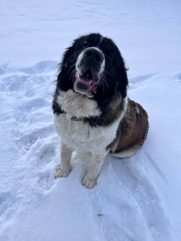 Lost white dog, московская сторожевая in Kunavino — identification photo, lost & found pet database Pathfinder