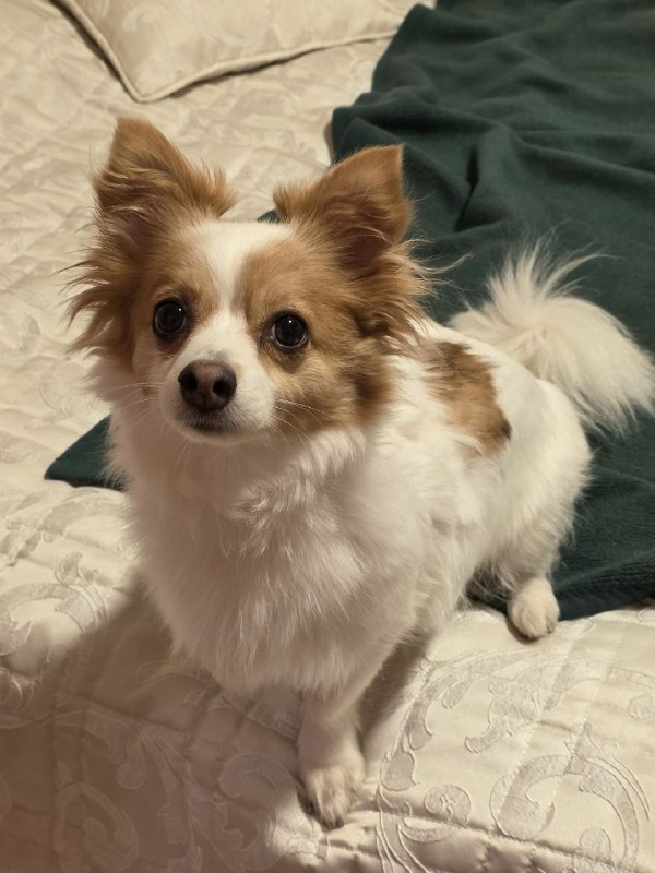 Found white dog, немецкий шпиц или метис in Shakhovskaya — identification photo, lost & found pet database Pathfinder