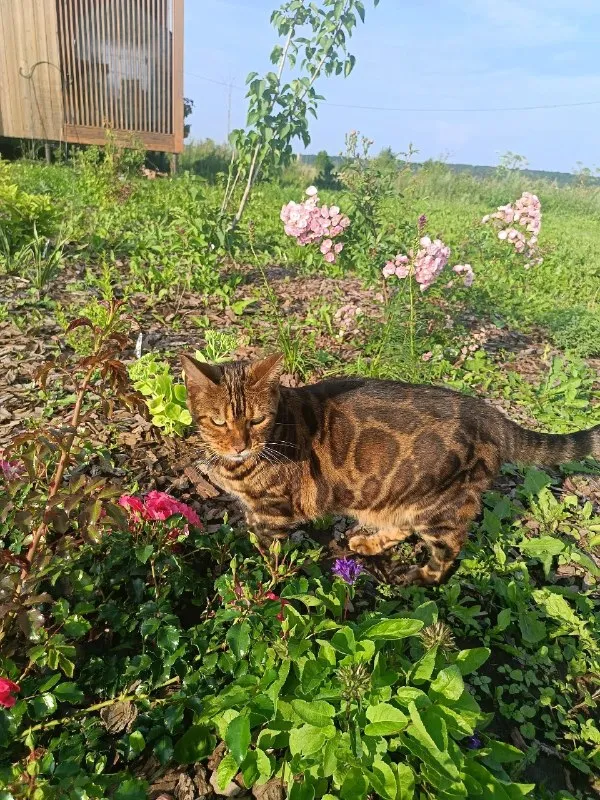Lost brown cat, бенгальская in Sukho Platoshino — identification photo, lost & found pet database Pathfinder