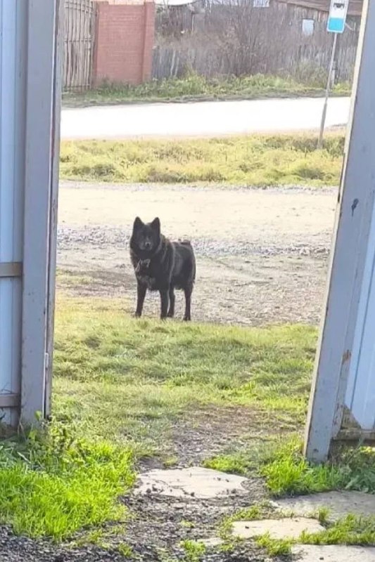 Found dog, лайка in Cherdantsevo — identification photo, lost & found pet database Pathfinder