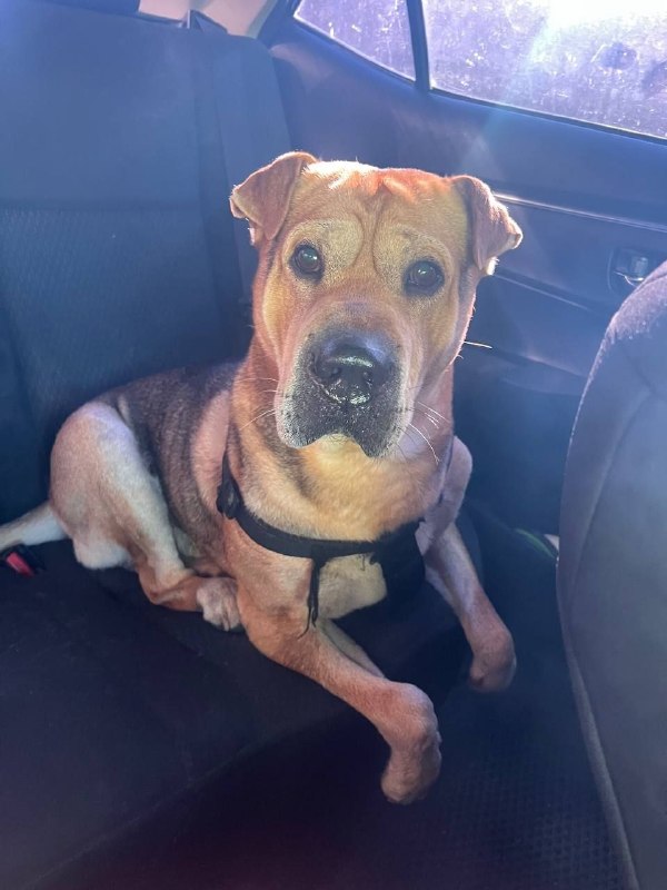 Found fawn dog, метис in Saint Petersburg — identification photo, lost & found pet database Pathfinder