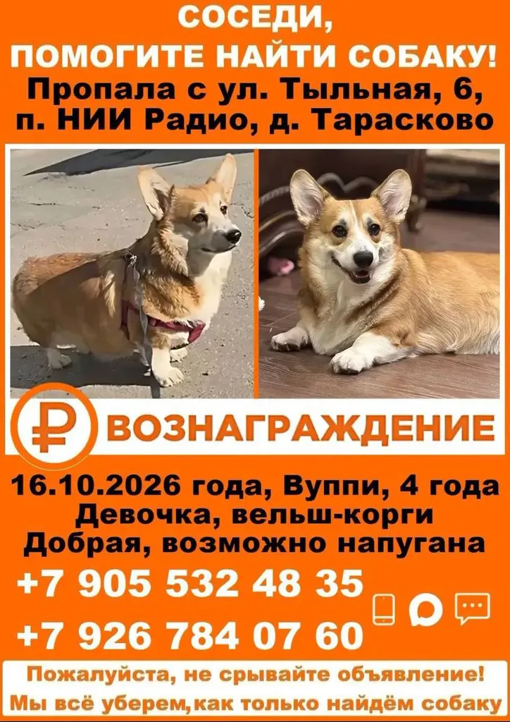 Lost dog, вельш-корги in Taraskovo — identification photo, lost & found pet database Pathfinder