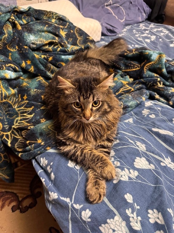 Lost brown cat in Perm — identification photo, lost & found pet database Pathfinder