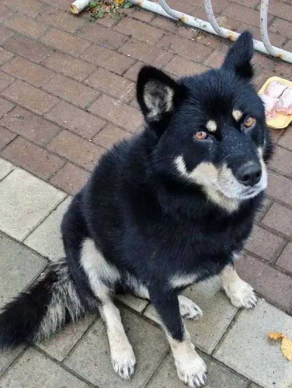 Found black dog in Yekaterinburg — identification photo, lost & found pet database Pathfinder