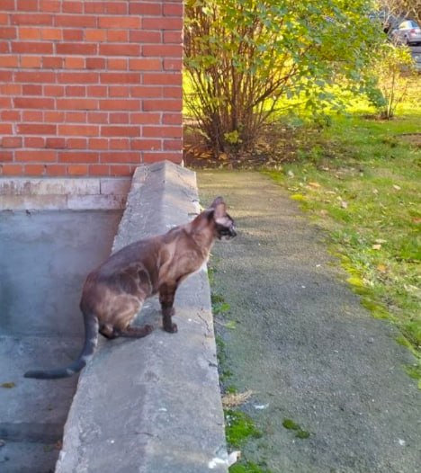 Found brown cat in Saint Petersburg — identification photo, lost & found pet database Pathfinder