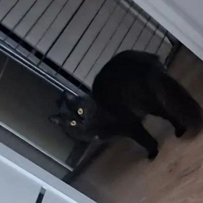 Lost cat in Michurinskiy — identification photo, lost & found pet database Pathfinder