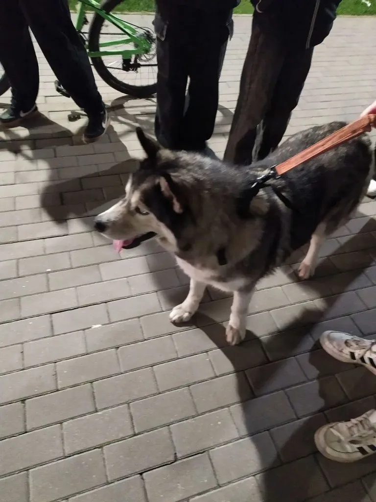 Found dog, хаски in Balashikha — identification photo, lost & found pet database Pathfinder