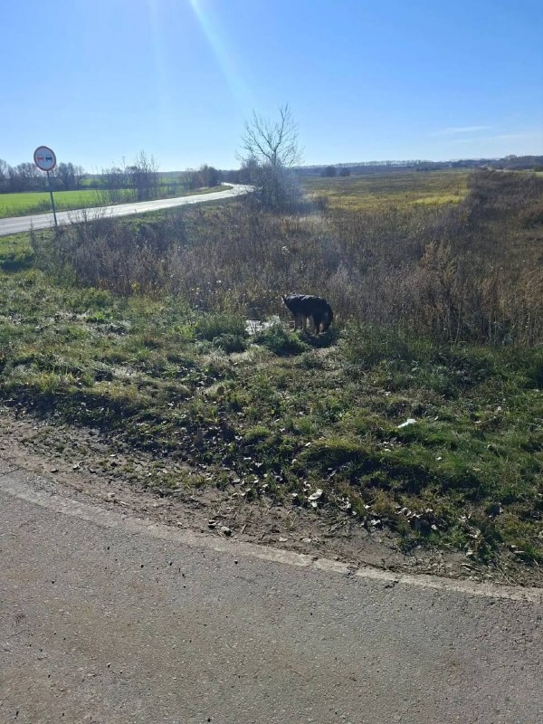 Adoptable dog in Novomoskovsk — identification photo, lost & found pet database Pathfinder