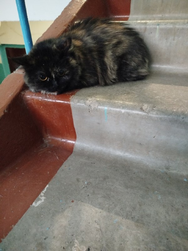 Found cat in Perm — identification photo, lost & found pet database Pathfinder