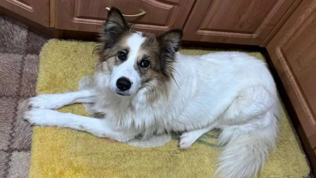 Lost dog, метис in Vishnyakovo — identification photo, lost & found pet database Pathfinder