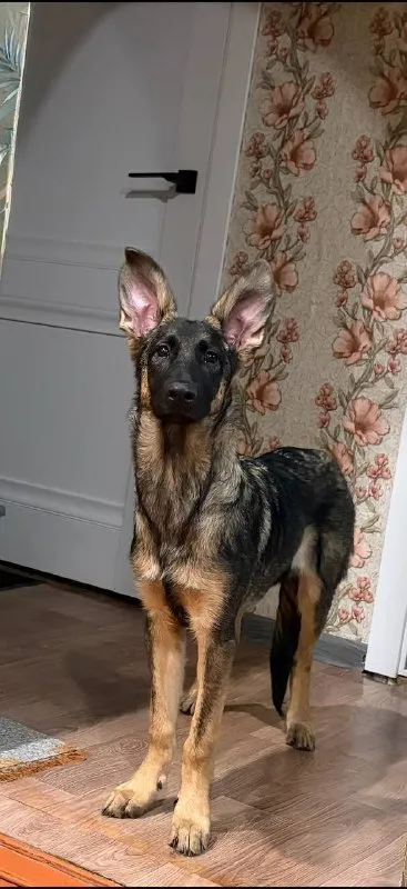 Lost brown dog in Podkova — identification photo, lost & found pet database Pathfinder