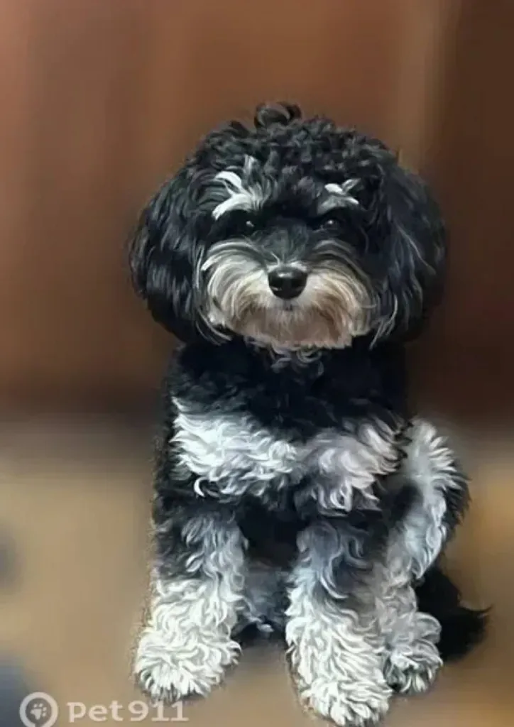 Lost dog, мальтипу in Solnechnogorsk — identification photo, lost & found pet database Pathfinder