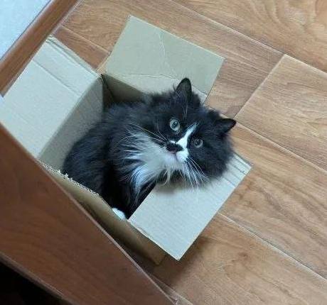 Lost white cat in Kirovgrad — identification photo, lost & found pet database Pathfinder